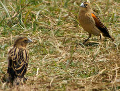 Fan-tailed Widowbird