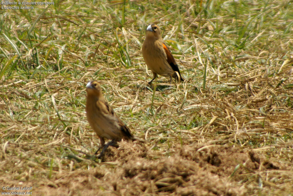 Fan-tailed Widowbird