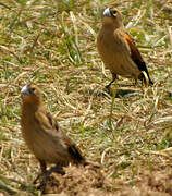 Fan-tailed Widowbird