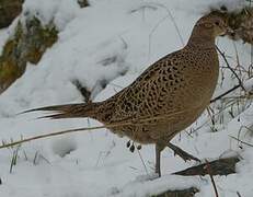 Common Pheasant