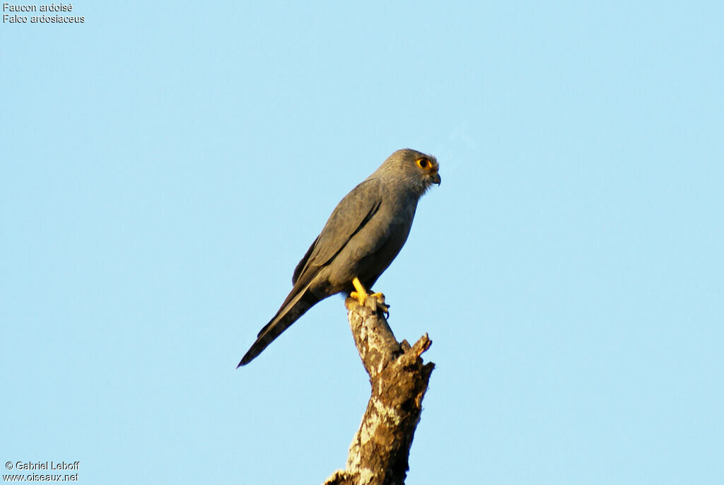 Grey Kestrel