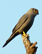 Grey Kestrel