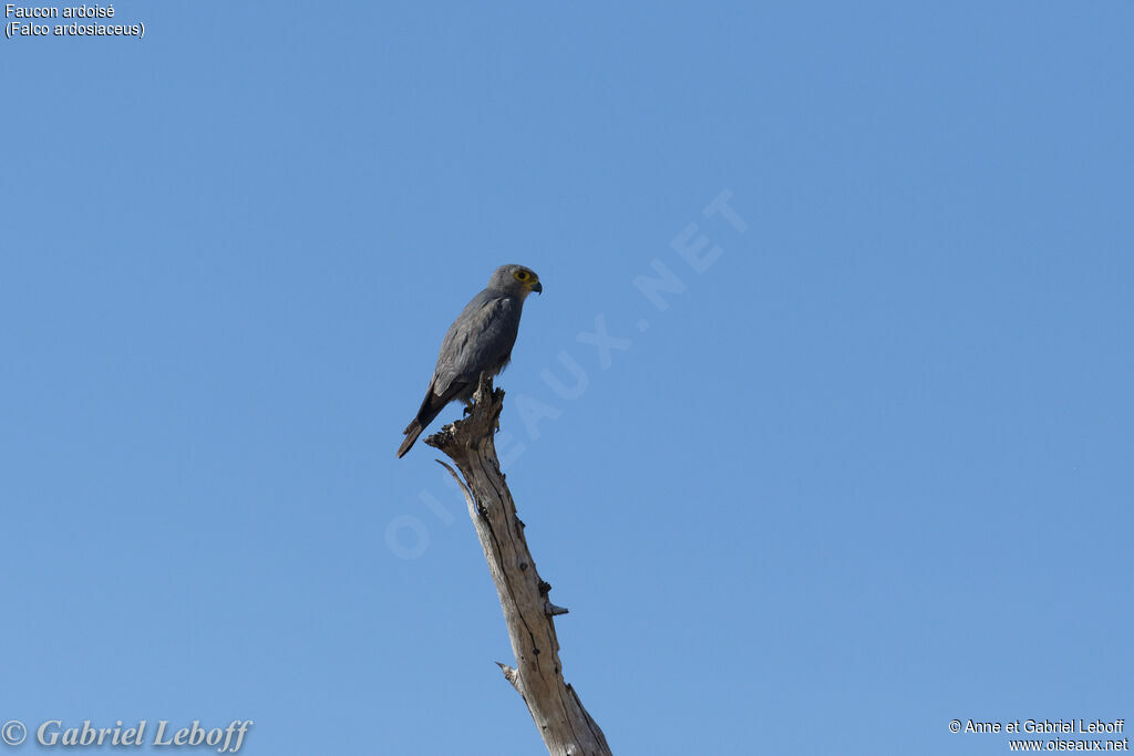 Grey Kestrel