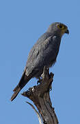 Grey Kestrel