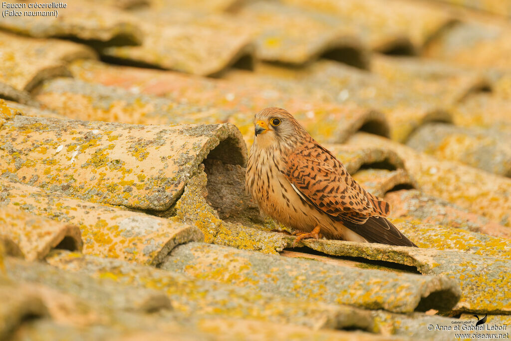 Faucon crécerellette
