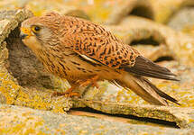 Faucon crécerellette