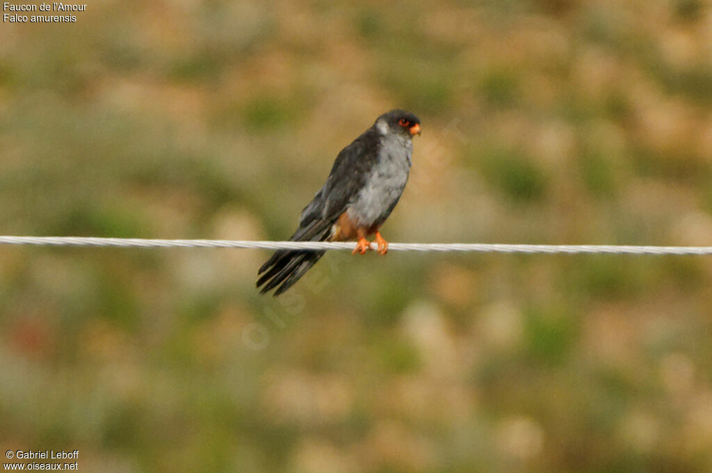 Amur Falcon