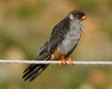 Amur Falcon