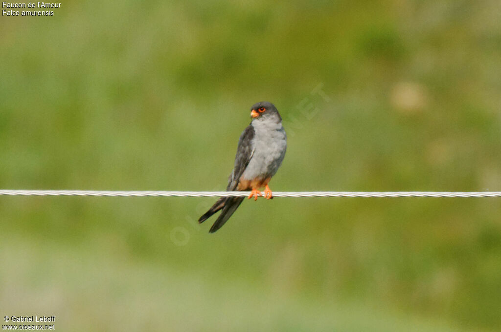 Amur Falcon