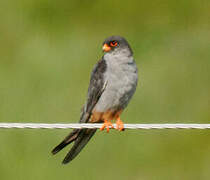 Amur Falcon