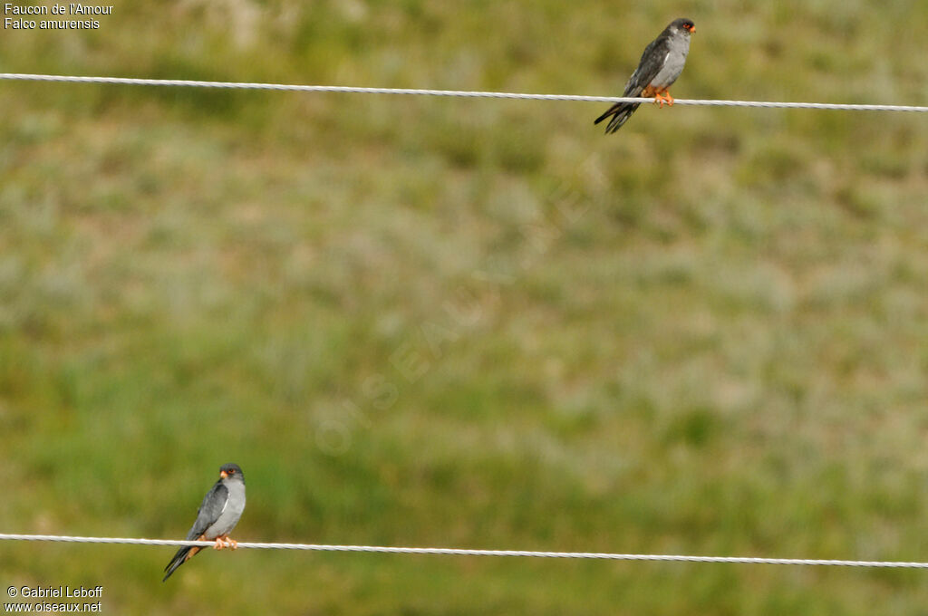 Amur Falcon