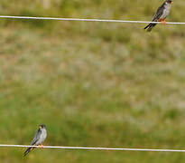 Amur Falcon