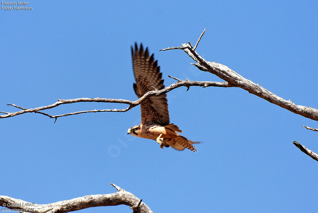 Lanner Falcon