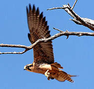 Lanner Falcon