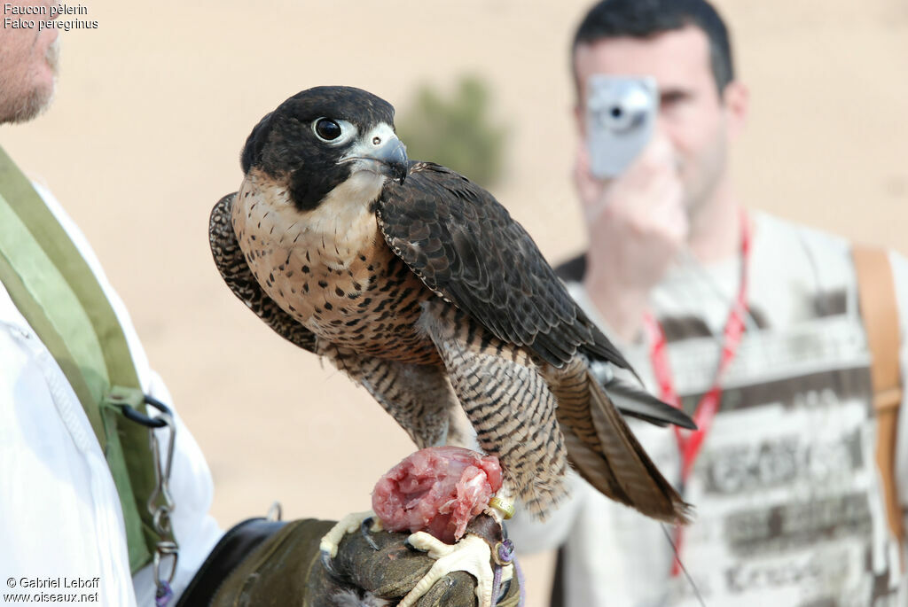 Peregrine Falcon