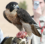 Peregrine Falcon