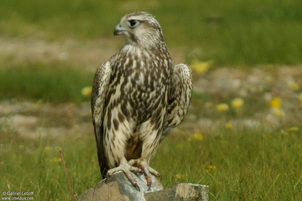 Faucon sacreadulte, portrait