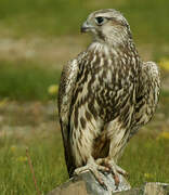 Saker Falcon