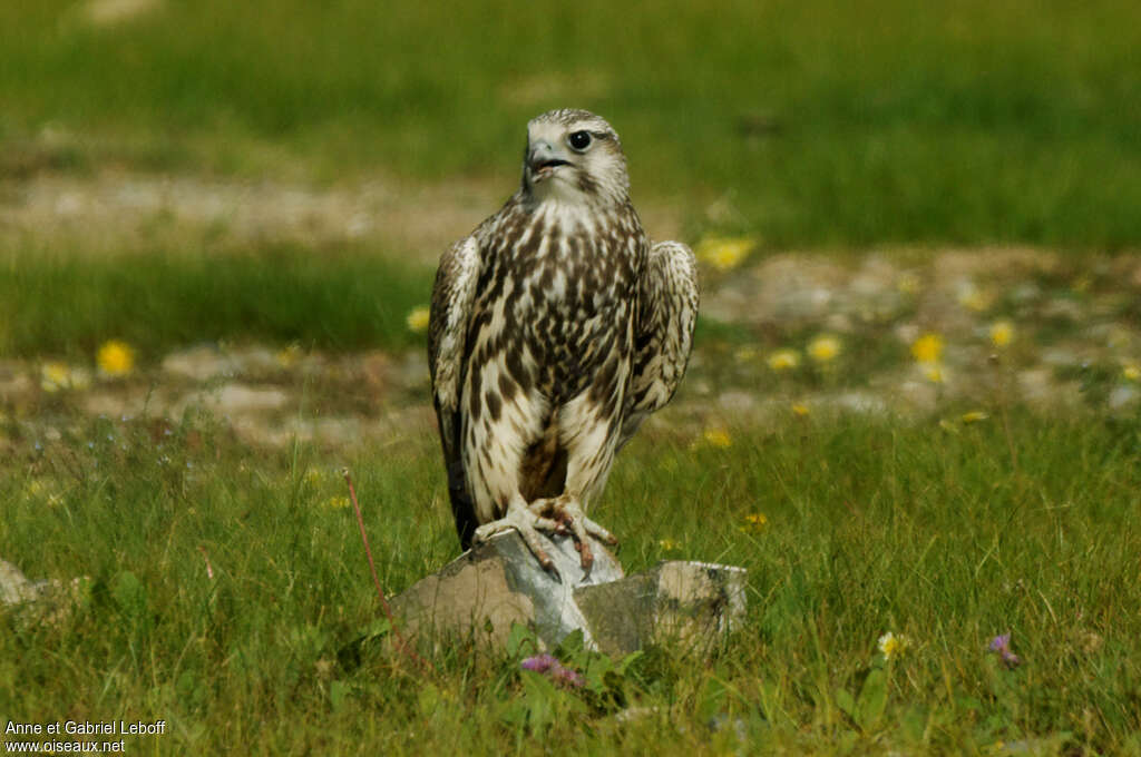 Faucon sacreadulte, habitat, Comportement