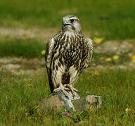 Saker Falcon