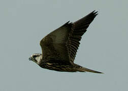 Saker Falcon