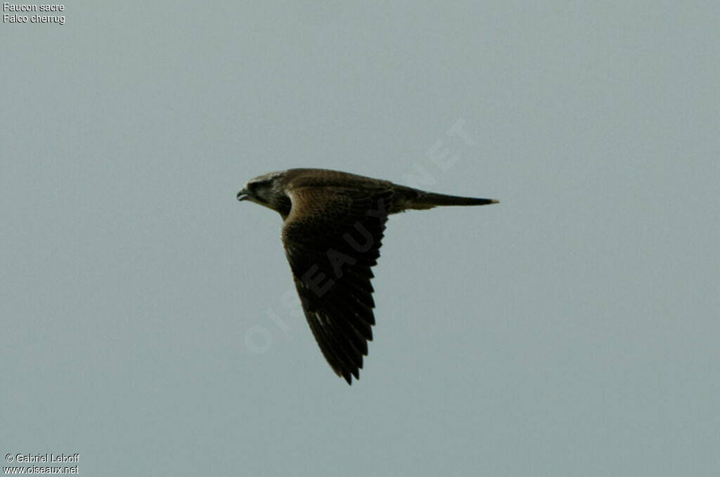 Saker Falconadult, Flight