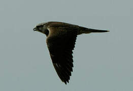 Saker Falcon