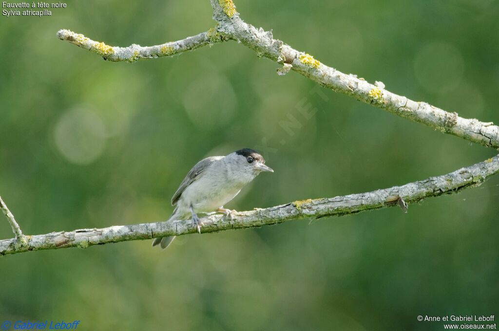 Eurasian Blackcap