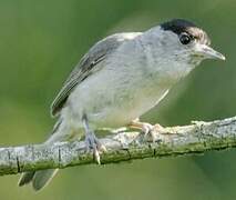 Eurasian Blackcap