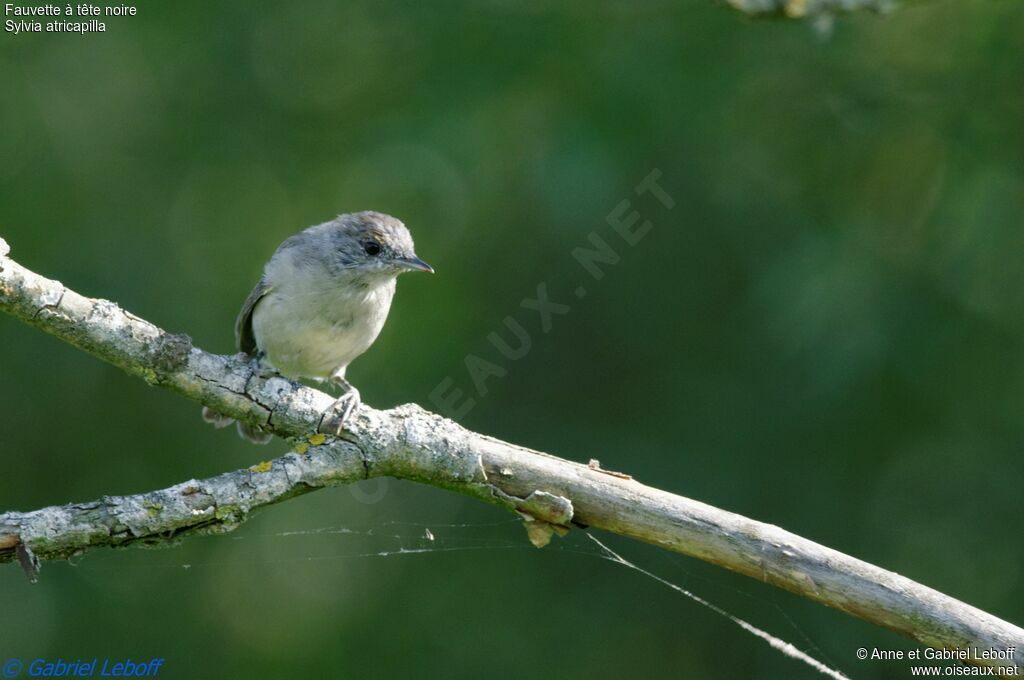 Eurasian Blackcap female juvenile