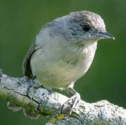 Eurasian Blackcap