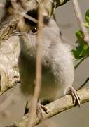 Eurasian Blackcap