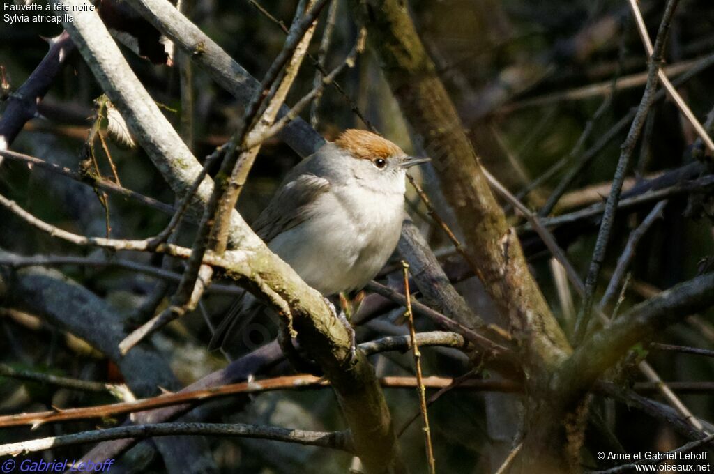 Eurasian Blackcap female