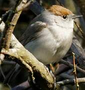 Eurasian Blackcap