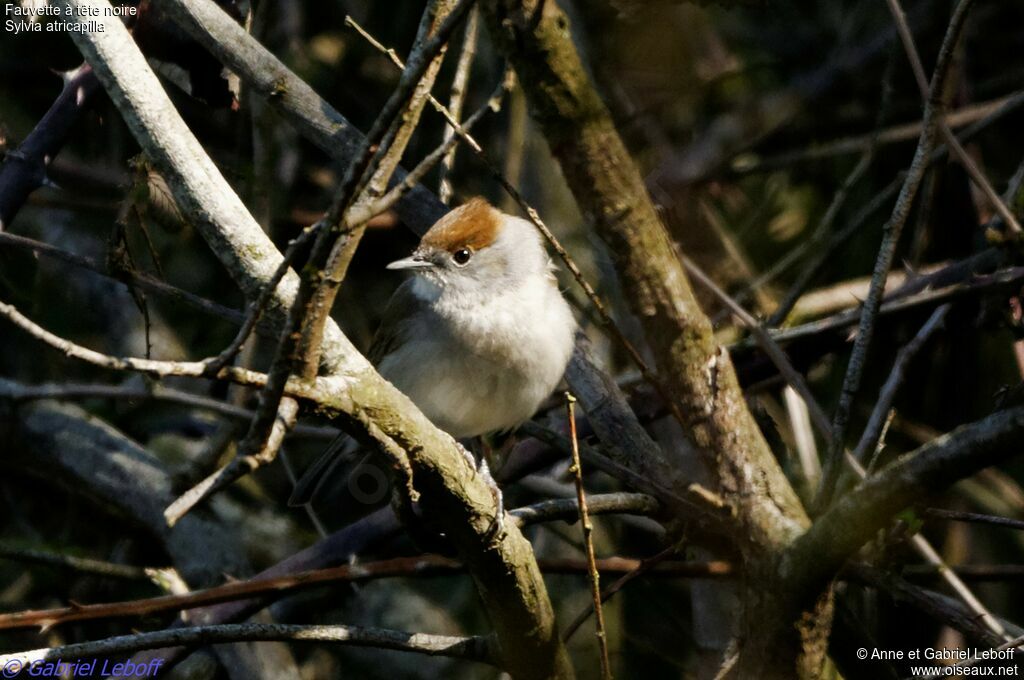 Eurasian Blackcap female