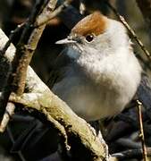 Eurasian Blackcap