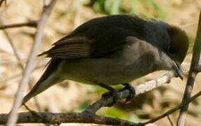 Eurasian Blackcap