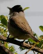 Eurasian Blackcap