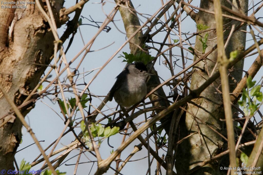 Eurasian Blackcap male