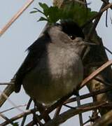 Eurasian Blackcap