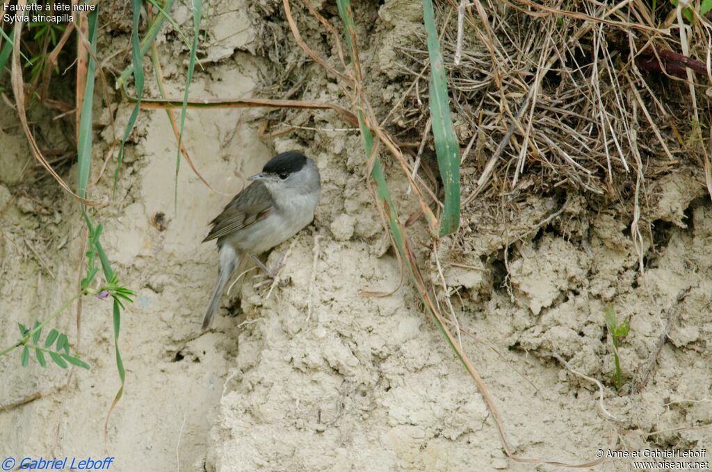 Eurasian Blackcap male