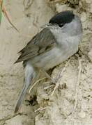 Eurasian Blackcap