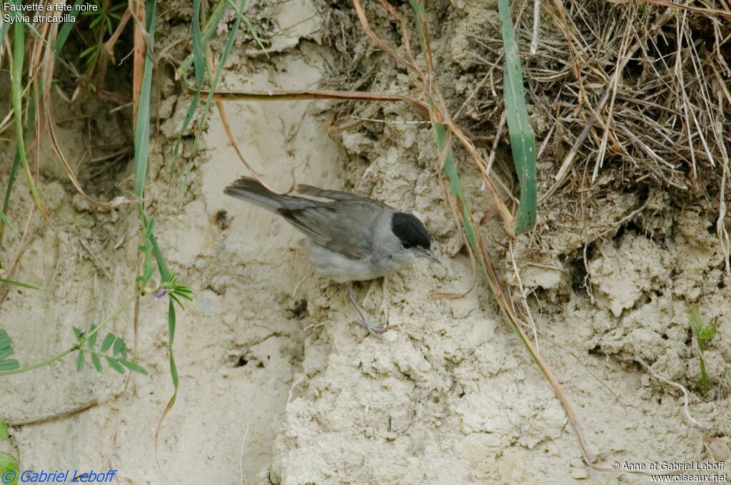 Eurasian Blackcap male