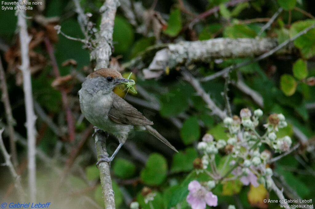 Eurasian Blackcap female