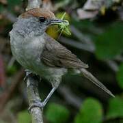 Eurasian Blackcap