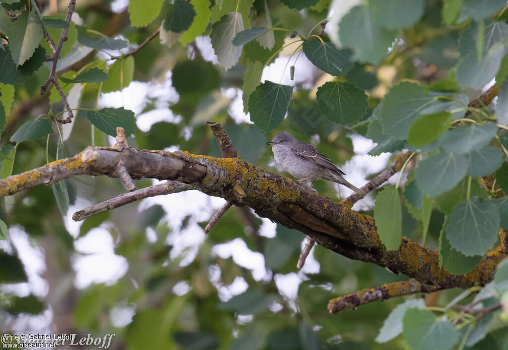 Fauvette épervière mâle adulte, habitat