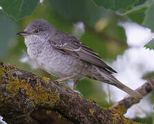 Barred Warbler