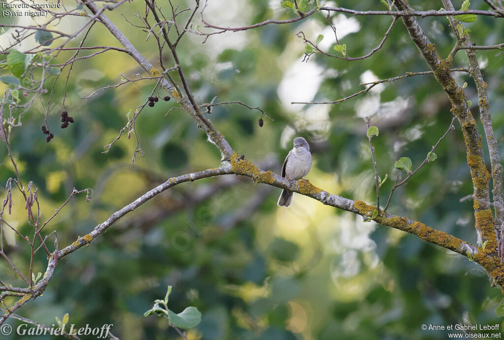 Barred Warbler