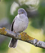 Barred Warbler