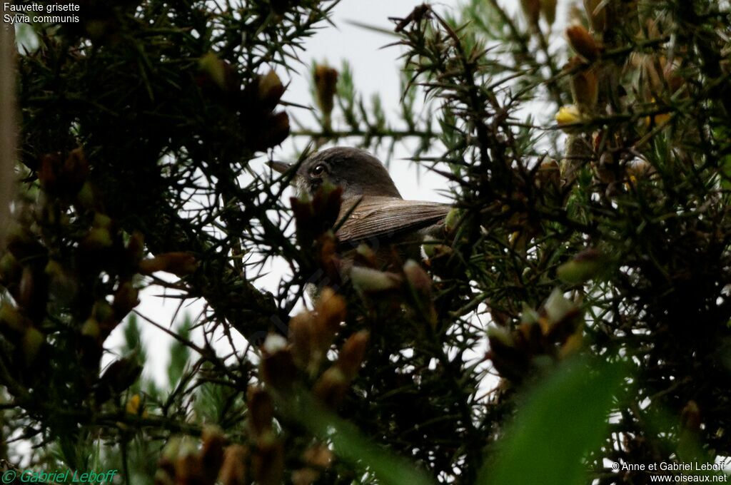 Common Whitethroat